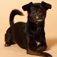 Therapiebegleithund Lotte